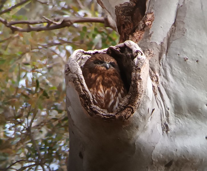 BB Owl in hollow crop 2