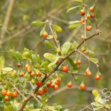 South African Boxthorn